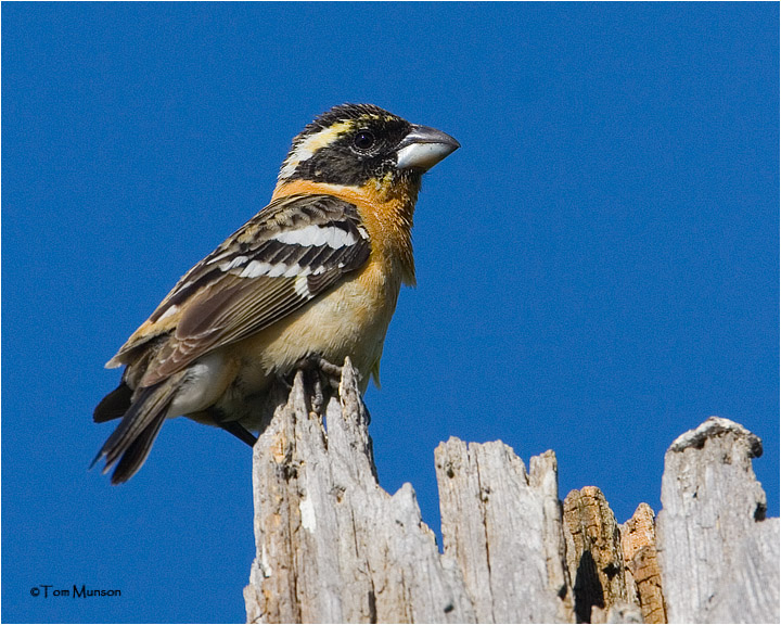 Black-headed Grosbeak