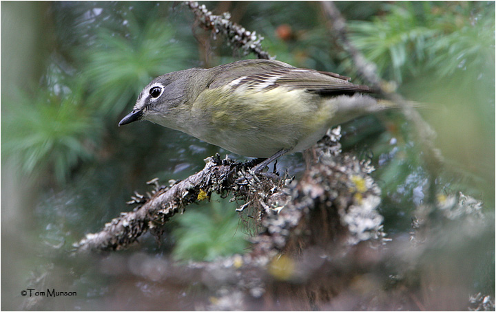 Cassins Vireo