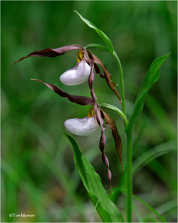  Mountain Ladys Slipper 