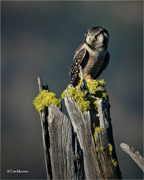 Northern Hawk Owl