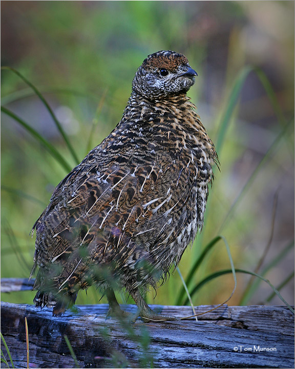 Spruce Grouse (chick)