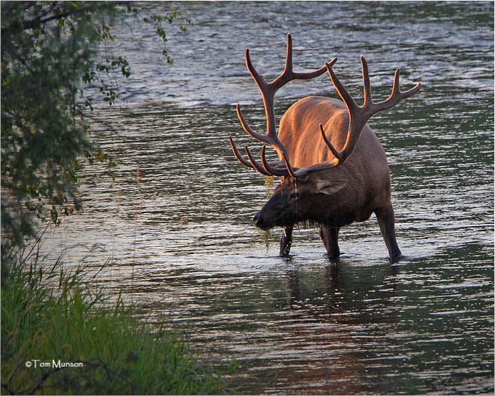 Backlit bull Elk