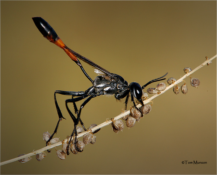  Thread-waisted-Wasp
