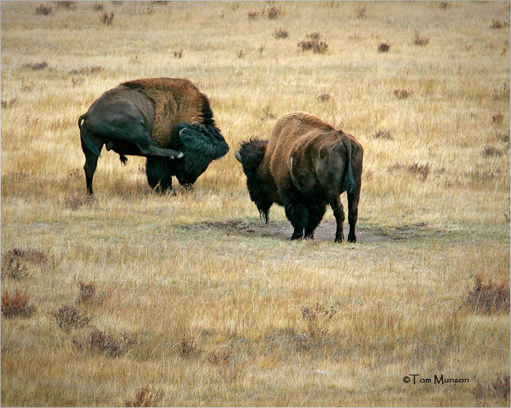 American Bison