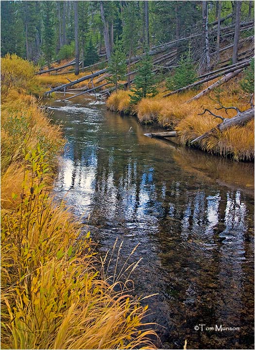 Yellowstone N.P.