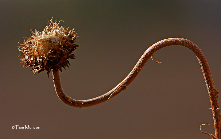 Musk Thistle ( noxious weed)
