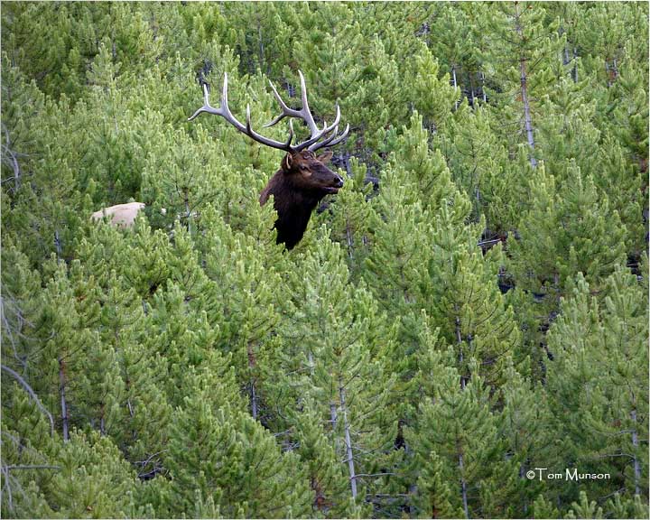 Elk