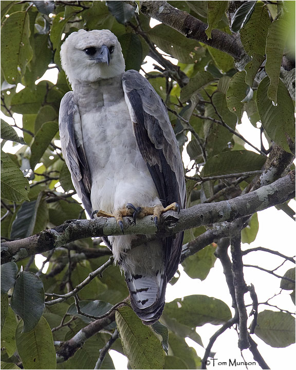 Harpy Eagle (A very rare and hard to find bird)