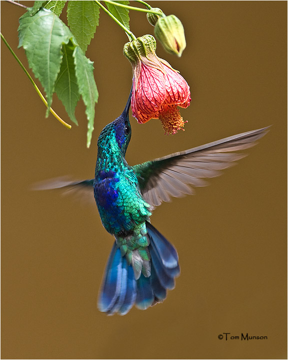  Sparkling Violetear Hummingbird