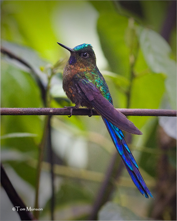  Violet-tailed Sylph Hummingbird