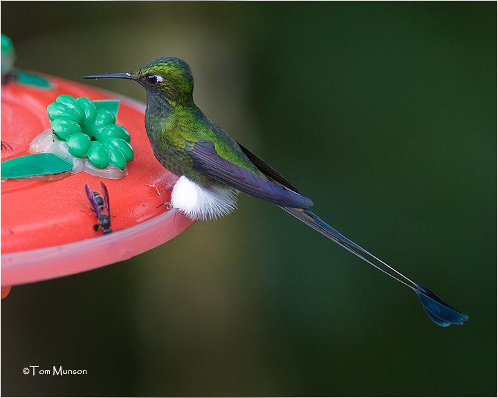  Booted Racket-Tail