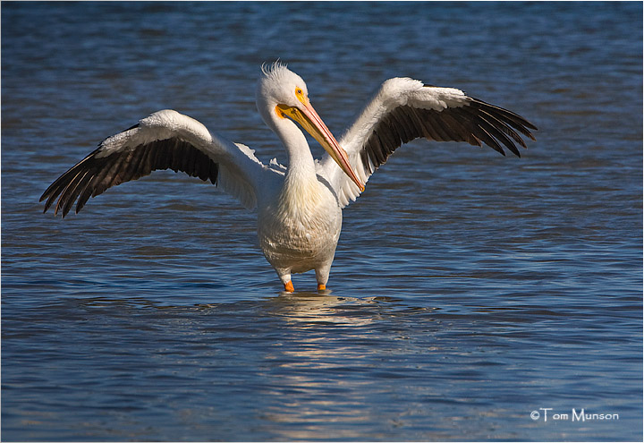  American-white Pelican