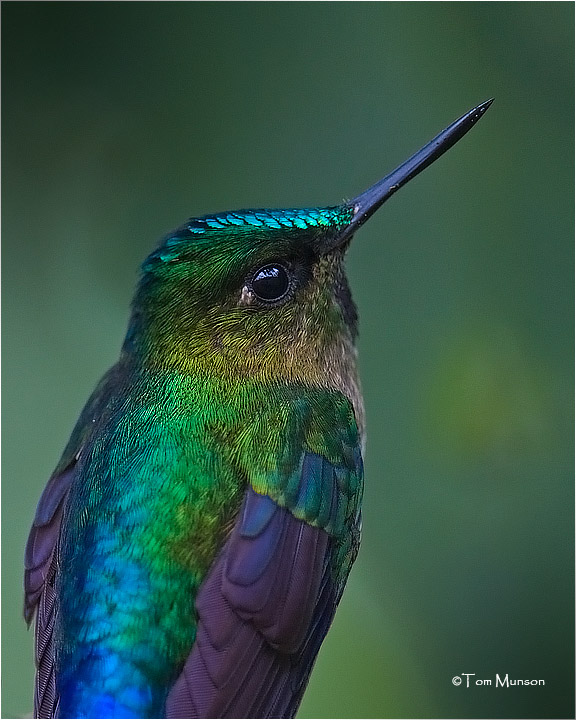  Violet-Tailed Sylph