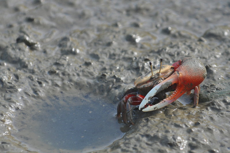 Fiddler crab.TOM_5066c.jpg