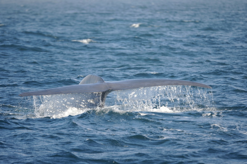 Blue Whale 3 Diving  3.