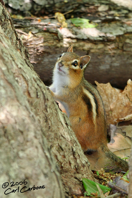 Eastern Chipmunk