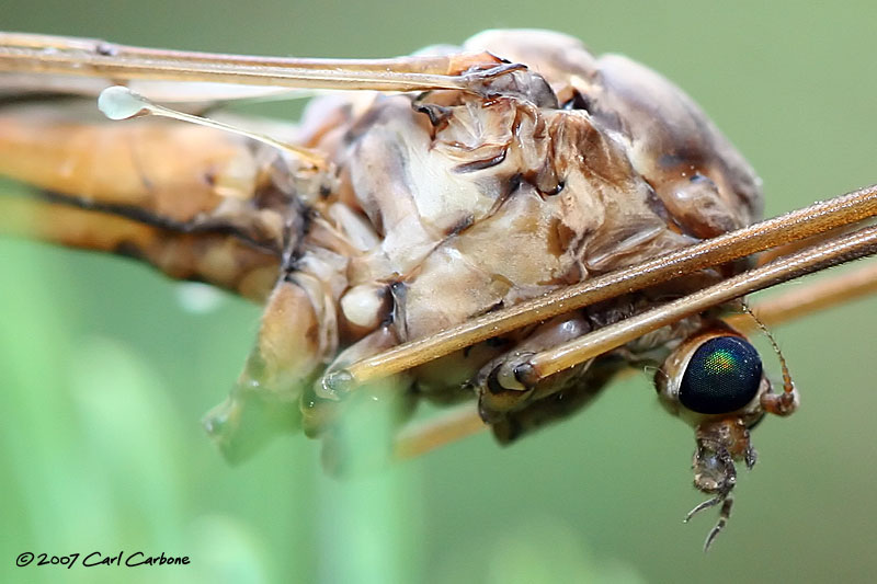 IMG_8284-CraneFly_Detail2.jpg