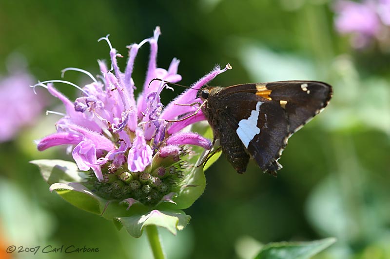IMG_8595-Silver-spotted_Skipper.jpg