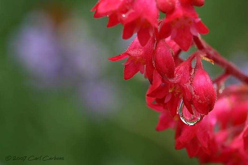 IMG_8469-Coral_Bells.jpg