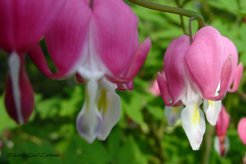 bleeding_heart.jpg