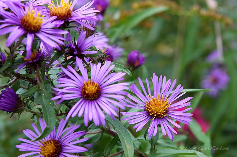 IMG_2474-Purple_Asters.jpg