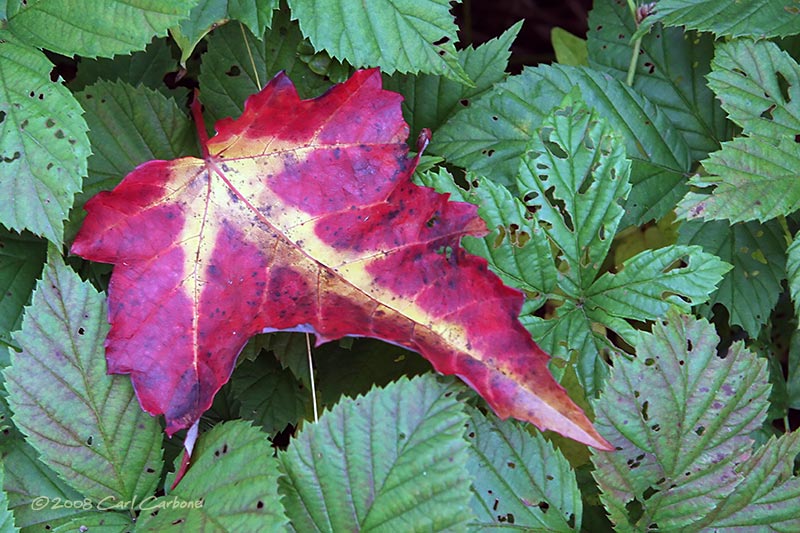 IMG_2489-Leaf.jpg