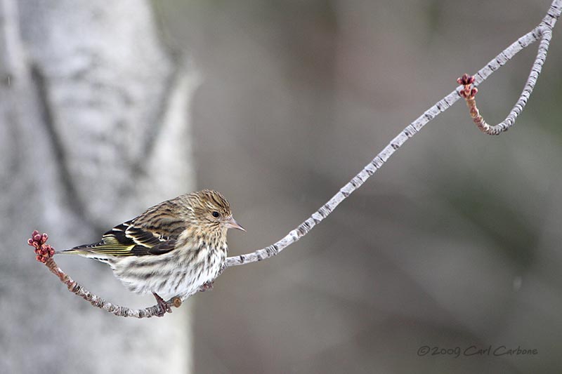 IMG_3045-Pine_Siskin.jpg