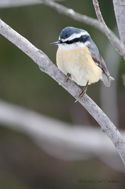 IMG_3054-Red-breasted_Nuthatch.jpg