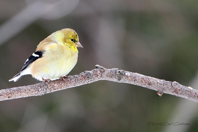 IMG_3068-American_Goldfinch.jpg