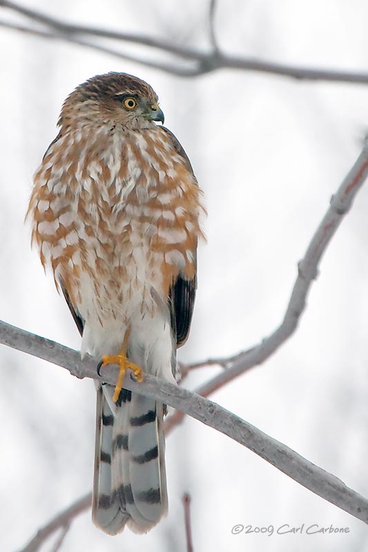 IMG_3139-Sharp-shinned_Hawk.jpg