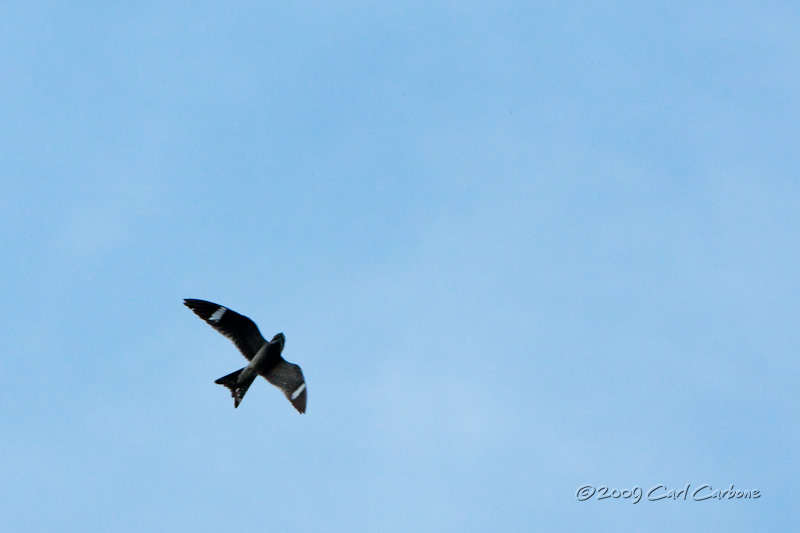 IMG_4360-Common_Nighthawk.jpg