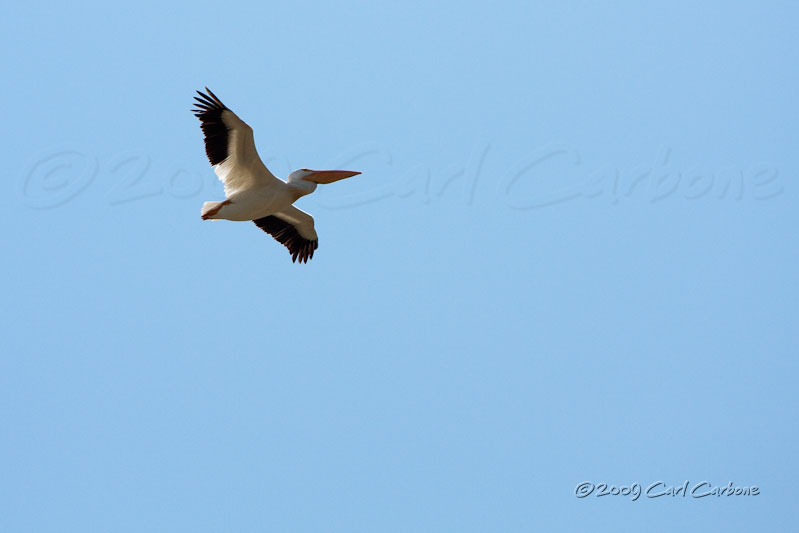 IMG_4388-White_Pelican.jpg