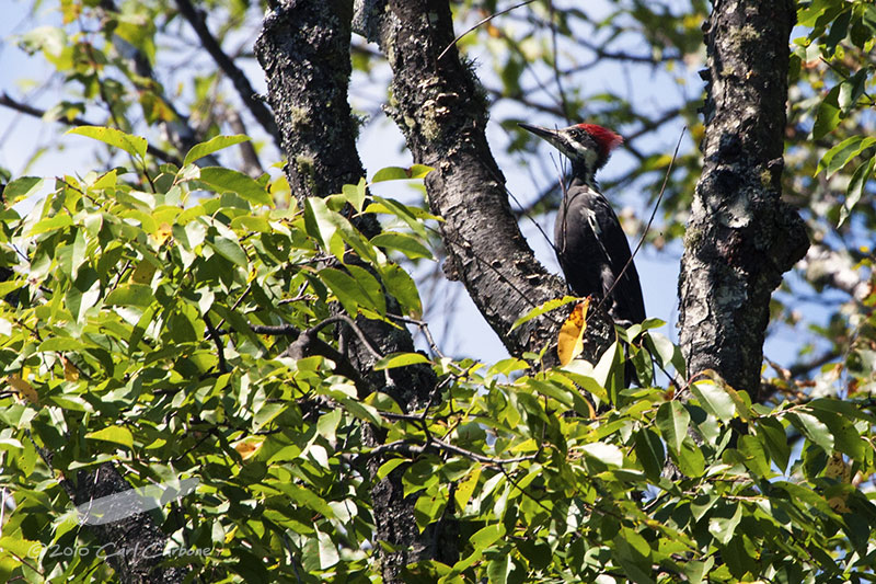woodpeckers