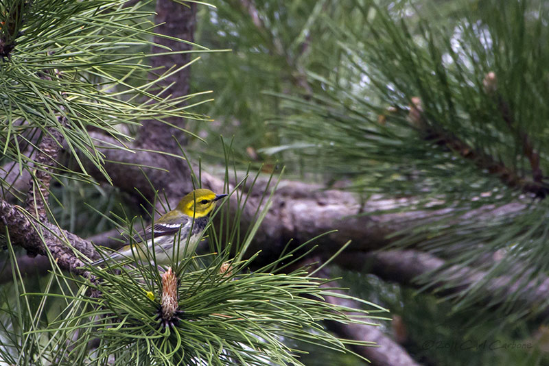 _MG_0958-Black-throated_Green_Warbler.jpg