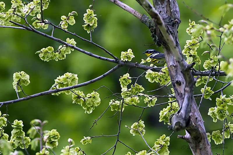 _MG_0944-Magnolia_Warbler.jpg