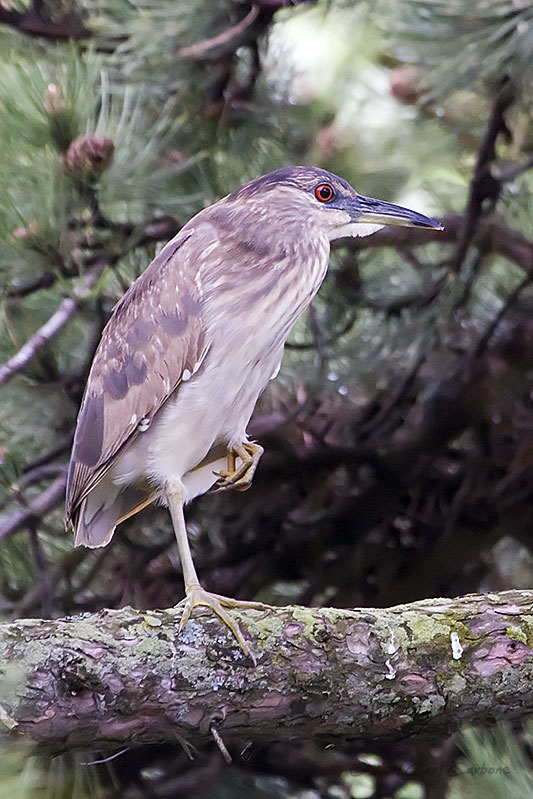 _MG_0937-Immature_Black-Crowned_Night_Heron.jpg