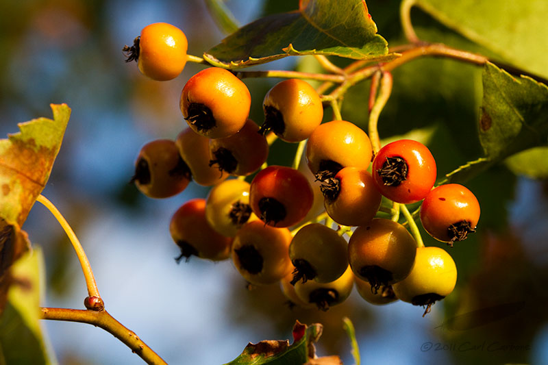 09/27/2011 - _MG_3820.jpg