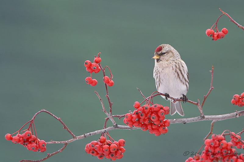 Common Redpoll