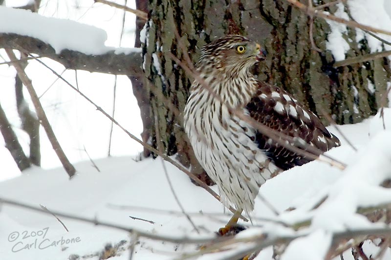 Cooper's Hawk