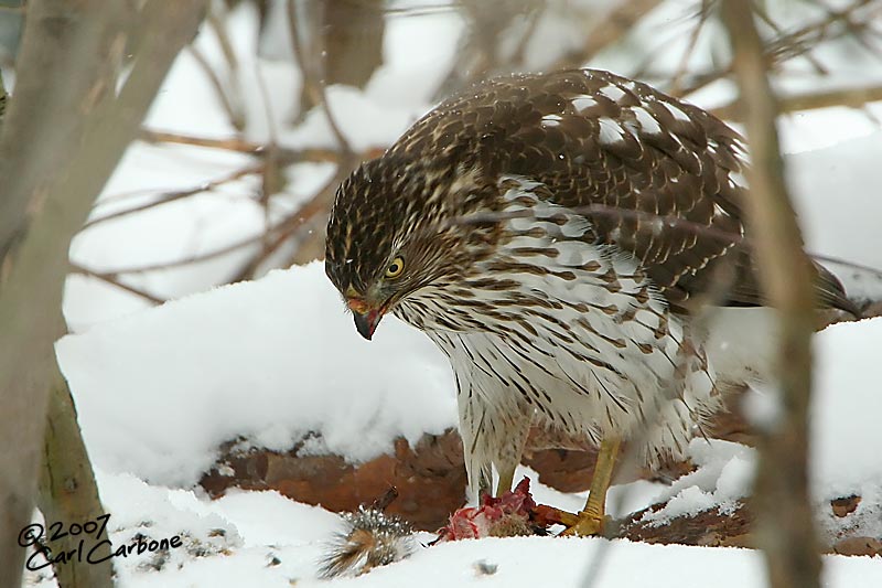 Cooper's Hawk