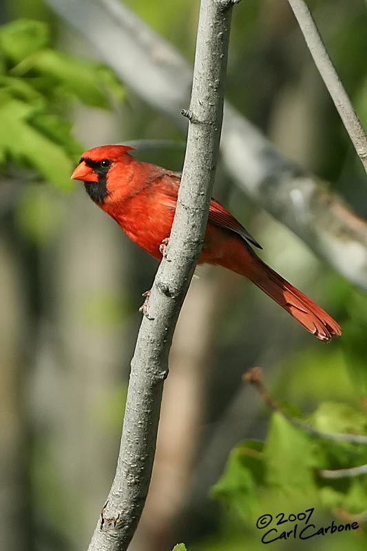 Northern Cardinal