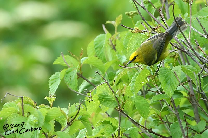 Blue-Winged Warbler