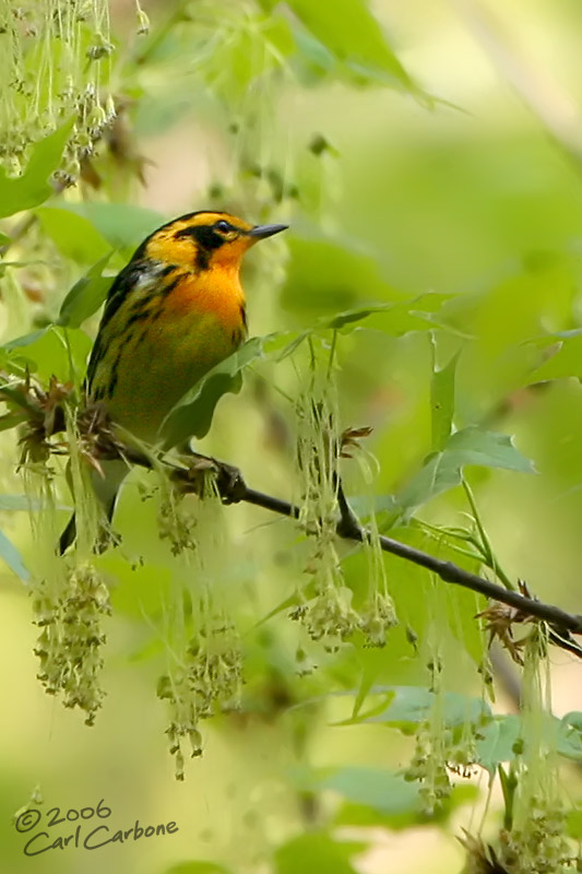 Blackburnian Warbler