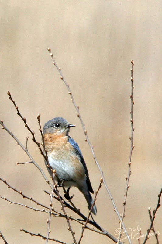 Eastern Bluebird