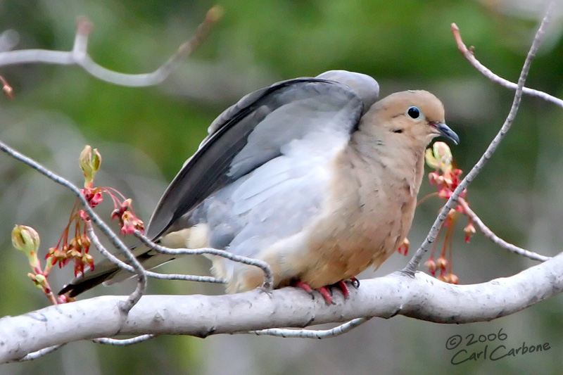 Mourning Dove