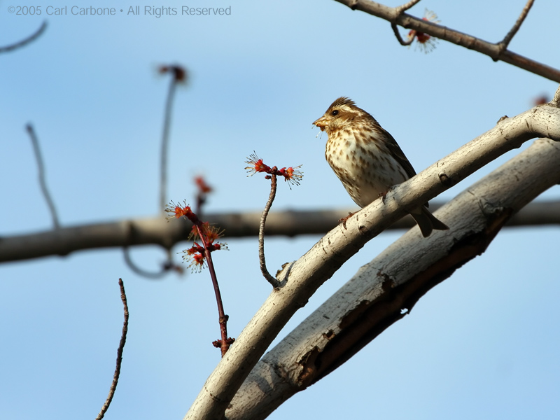 Purple Finch