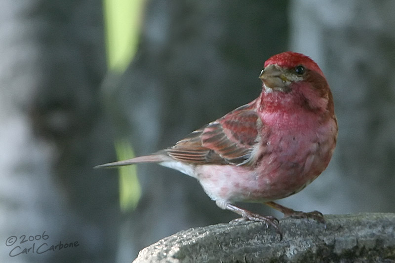 Purple Finch