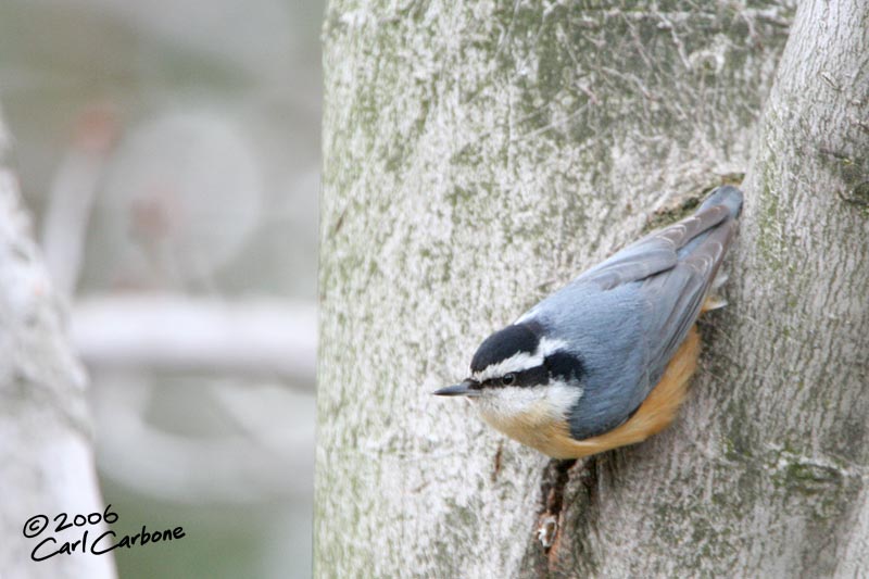 Red-Breasted Nuthatch