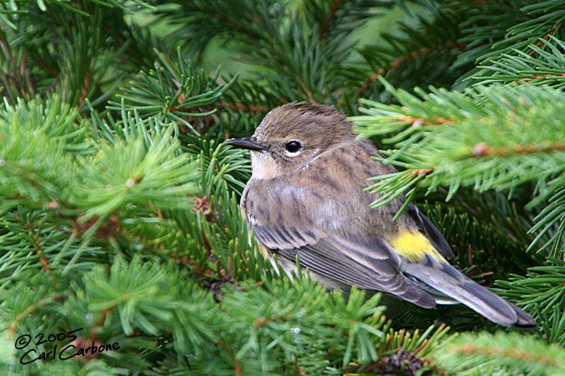 Yellow-Rumped Warbler