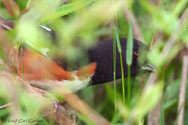 Eastern Towhee